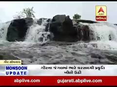 ગીર સોમનાથ: કમલેશ્વર ડેમ થયો ઓવરફ્લો, ભારે વરસાદથી ગીરના જંગલમાં પ્રકૃતિ ખીલી ઉઠી