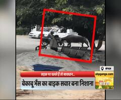 ..जब बेकाबू भैंस का निशाना बना बाइक सवार। Sambhal News