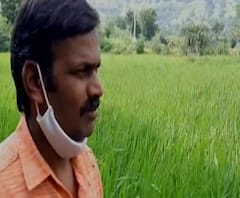 निळ्या भाताच्या वाणाची महाराष्ट्रात लागवड, 3 किलोच्या बियाण्यातून 200 किलोचं उत्पादन! स्पेशल रिपोर्ट