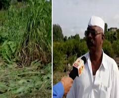 Ahmadnagar Rain | अहमदनगर जिल्ह्यातील उत्तर भागात अतिवृष्टी, संगमनेर, राहता, कोपरगाव तालुक्याला फटका