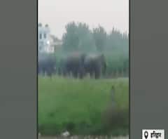 हाथियों ने की खेतों में खड़ी फसल बर्बाद, देखें Video। Haridwar