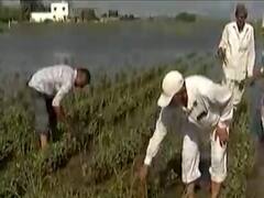 જૂનાગઢના ઘેડ પંથકમાં ખેડૂતો બરબાદ, શું કરી માંગણી? જુઓ વીડિયો 