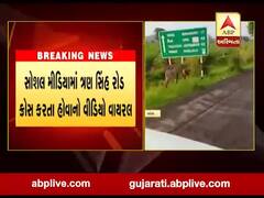 અમરેલીના ખાંભાના વાંકીયા-જીકીયાળી વચ્ચે ત્રણ સિંહોની લટાર, જુઓ વીડિયો 