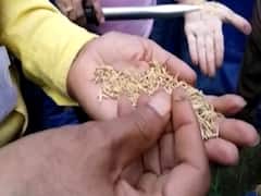100 crores wasted in decaying wheat in MP | Ghanti Bajao