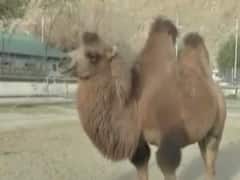 Indian Army में शामिल होगी नयी ऊंट यूनिट, LAC पर करेगी हर मौसम में सामान की supply