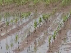  અમરેલીમાં વરસાદના પાણી ન ઓસરતા ખેડૂતોને નુકસાન, જુઓ વીડિયો