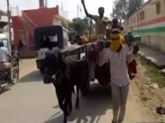 Rajasthan: Helpless man takes buffalo's place to run bullock cart 