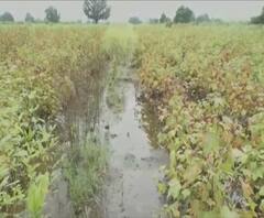 मराठवाड्यात शेतकऱ्यांचं होतं नव्हतं ते पावसाने हिरावलं; कापूस, ऊस, फळबागांसह अनेक पिकं पाण्यात