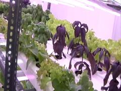 बिना मिट्टी के मात्र पानी से कैसे उग रहीं हैं Delhi के बीचों बीच बसे Lajpat Nagar में सब्ज़ियां