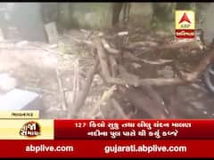 ભાવનગર મહુવા પોલીસે 127 કિલો સુકુ અને લીલુ ચંદન કર્યુ કબજે