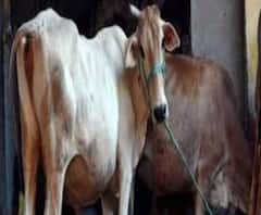 গরুপাচার চক্রের টাকা যাচ্ছে সন্ত্রাসবাদীদের হাতে? দেশজুড়ে অভিযানে সিবিআই