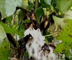 शेती जगत | शेती क्षेत्रातील घडामोडींचा वेगवान आढावा | गावागावात काय आहे शेतीची परिस्थिती? 24सप्टेंबर