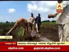 જૂનાગઢ જિલ્લામાં ભારે વરસાદના કારણે ભેસાણના ખેડૂતોની સ્થિતિ કફોડી, જુઓ વીડિયો
