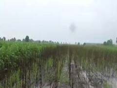 અમરેલીમાં અતિશય વરસાદથી ખેડૂતોનો પાક ધોવાતા ભારે હાલાકી, જુઓ વીડિયો