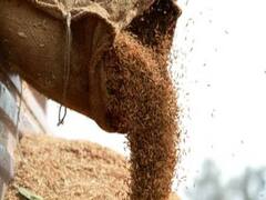 'जो जानवर नहीं खा सकता वो चावल हमको खिला रहे हैं', गरीबों में बांटा गया बेहद घटिया क्वालिटी का अनाज