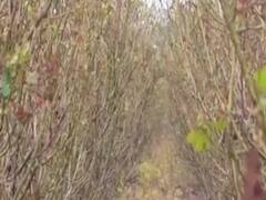 અમરેલી જિલ્લામાં ભારે વરસાદના કારણે ફુલોની ખેતી કરતા ખેડૂતોની વધી મુશ્કેલી, જુઓ વીડિયો