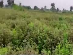 Madhya Pradesh: Know how govt policies have changed farmers' lives