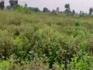 Madhya Pradesh: Know how govt policies have changed farmers' lives