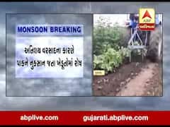 જૂનાગઢના વિસાવદરમાં વરસાદના કારણે પાકને નુકસાન જતા ખેડૂતોમાં રોષ, જુઓ વીડિયો