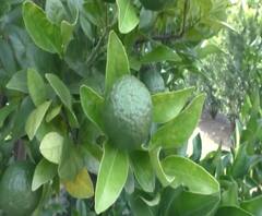 Fruit farming | शेती जगत | वाशिम जिल्ह्यात आधुनिक पद्धतीने फळझाडांची लागवड 