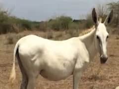 ગાય, ભેંસ અને ઉંટ બાદ ગધેડાનું દૂધ માર્કેટમાં આવશે, જુઓ વીડિયો