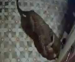 Leopard attacks Dog | पुण्यातील आंबेगाव तालुक्यात बिबट्याची दहशत, शेतकऱ्याच्या घराबाहेरील कुत्र्यावर हल्ला