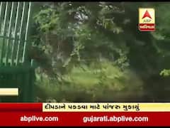 દ્વારકાના ખંભાળિયાના બેહ ગામે દીપડો દેખાતા ગ્રામજનોમાં ફફડાટ, જુઓ વીડિયો