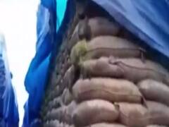 Katni: बारिश और सरकारी लापरवाही की भेंट चढ़ा 5 लाख क्विंटल धान