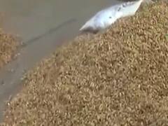 રાજકોટઃ બેડી માર્કેટિંગ યાર્ડમાં નવી મગફળીની આવક શરૂ, જુઓ વીડિયો