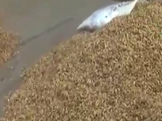 રાજકોટઃ બેડી માર્કેટિંગ યાર્ડમાં નવી મગફળીની આવક શરૂ, જુઓ વીડિયો