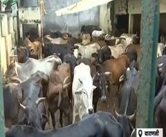 Varanasi: काजी हाउस में कई गोवंश बीमार, नहीं मिल रहा चारा | Ganga Prime| ABP Ganga