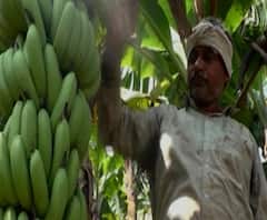 Special Report | अमरावतीत केळी उत्पादकांना 40 कोटींचा फटका, विक्री अभावी केळी झाडावरच