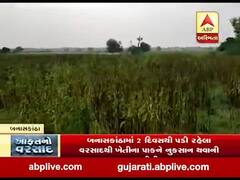 બનાસકાંઠામાં 2 દિવસથી પડી રહેલા વરસાદથી ખેતીના પાકને નુકસાન થવાની ભીતી, જુઓ વીડિયો