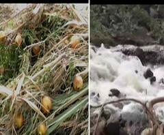 #FarmerLoss पावसामुळं शेतकऱ्यांच्या डोळ्यात पाणी,शेतामध्ये पाणी शिरल्यानं होतं नव्हतं ते सगळं गमावलं