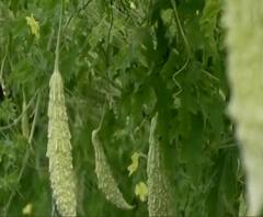 शेती जगत | वाशिम जिल्ह्यातील शेतकऱ्याची कारल्याच्या पिकाद्वारे आर्थिक उत्पन्न