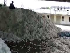 જૂનાગઢઃ ભેંસાણ માર્કેટિંગ યાર્ડમાં મગફળી અને કપાસની આવક શરૂ, ઓછા ભાવ મળતા ખેડૂતોમાં રોષ