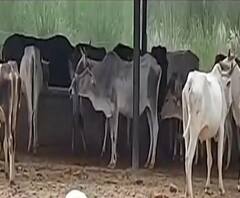 Gonda: गौशाला में गोवंशों की हो रही दुर्गति| Mudde Ki Baat|ABPGanga 