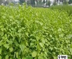 सेलाकुई के वैज्ञानिकों ने किया कमाल, भंगजीरा की नई प्रजाति की विकसित| Uttarakhand Prime | ABP Ganga