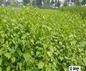 सेलाकुई के वैज्ञानिकों ने किया कमाल, भंगजीरा की नई प्रजाति की विकसित| Uttarakhand Prime | ABP Ganga