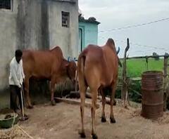 गुरं सुद्धा होणार क्वॉरंटाईन, प्राण्यांमध्ये लंपी रोग बळावल्याने हिंगोलीत प्रशासनाचे आदेश