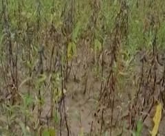 Crop Loss | मराठवाडा, कोकण, पश्चिम महाराष्ट्रात पावसाचं थैमान; काढणीला आलेली पिकं झोपली