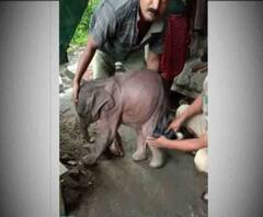 জীবনের ঝুঁকি নিয়ে তোর্সায় ভেসে যাওয়া হস্তিশাবককে উদ্ধার করলেন বনকর্মীরা 