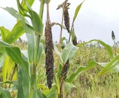 Smart Bulletin | स्मार्ट बुलेटिन | 25 सप्टेंबर 2020 | शुक्रवार | ABP Majha