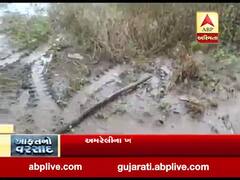 અમરેલીના ધારી અને ખાંભાના ગ્રામ્ય વિસ્તારમાં વરસાદ, જુઓ વીડિયો