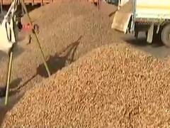 રાજકોટના બેડી માર્કેટયાર્ડમાં પાંચ દિવસ બાદ આજથી ફરી મગફળીની હરાજી શરૂ, જુઓ વીડિયો