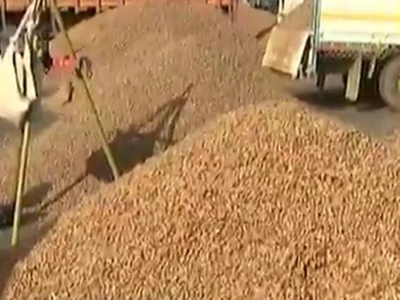 રાજકોટના બેડી માર્કેટયાર્ડમાં પાંચ દિવસ બાદ આજથી ફરી મગફળીની હરાજી શરૂ, જુઓ વીડિયો