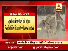 અમરેલીના ધારી ડિવિઝનમાં વધુ ચાર સિંહોના રેડિયો કોલર કાઢવામાં આવ્યા