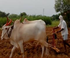 #Agriculture रब्बी पिकांच्या किमान आधारभूत किमतीत वाढ, गहू, हरभरा, मसूर, ज्वारी, मोहरीच्या एमएसपीत वाढ! 