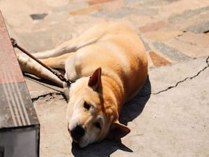 देखिए पशु क्रूरता पर सख्त कानून की जरूरत क्यों है?