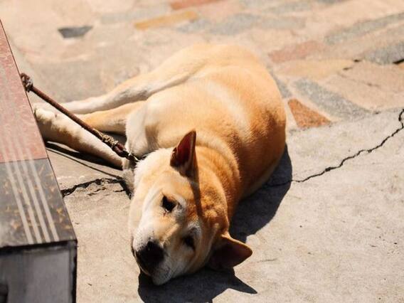देखिए पशु क्रूरता पर सख्त कानून की जरूरत क्यों है?